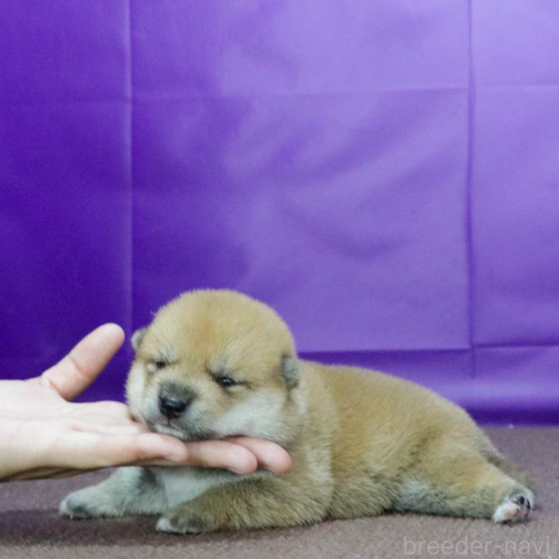 販売中の愛知県の柴犬-403677の2枚目